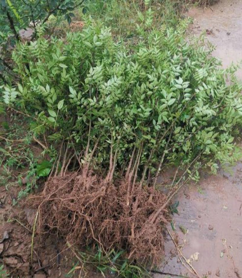 花椒苗树盆栽营养杯带土带叶食用大红袍花椒树苗南北方种植