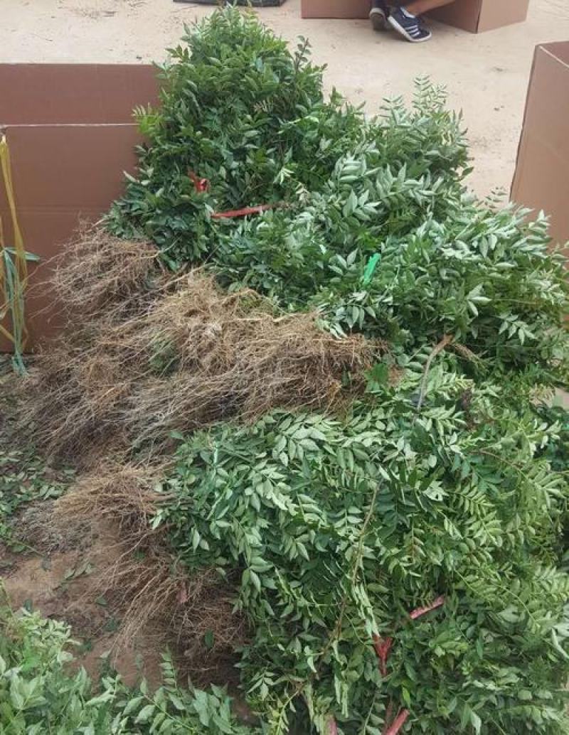 花椒苗树盆栽营养杯带土带叶食用大红袍花椒树苗南北方种植