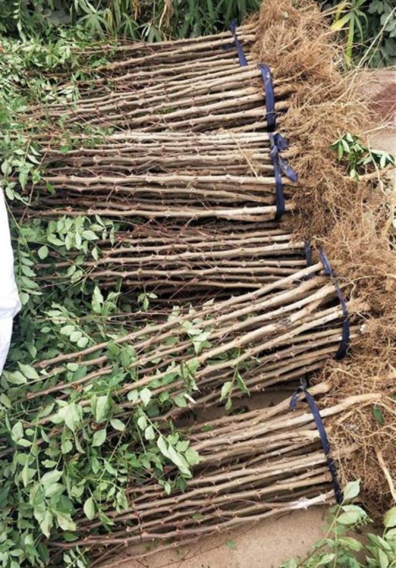 花椒苗树盆栽营养杯带土带叶食用大红袍花椒树苗南北方种植