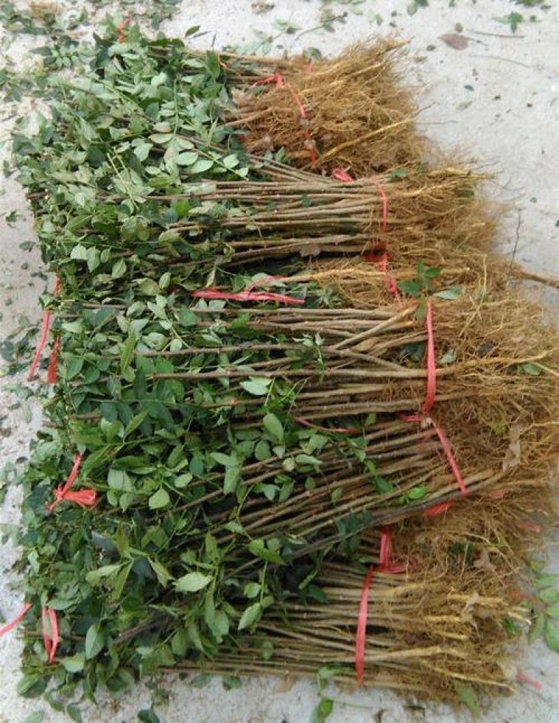 花椒苗树盆栽营养杯带土带叶食用大红袍花椒树苗南北方种植