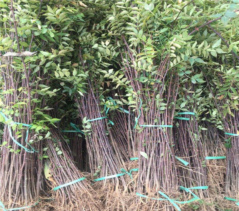 花椒苗树盆栽营养杯带土带叶食用大红袍花椒树苗南北方种植