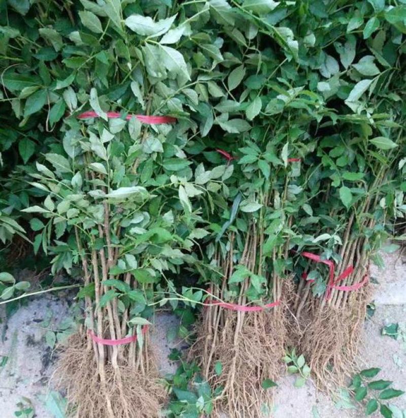 花椒苗树盆栽营养杯带土带叶食用大红袍花椒树苗南北方种植
