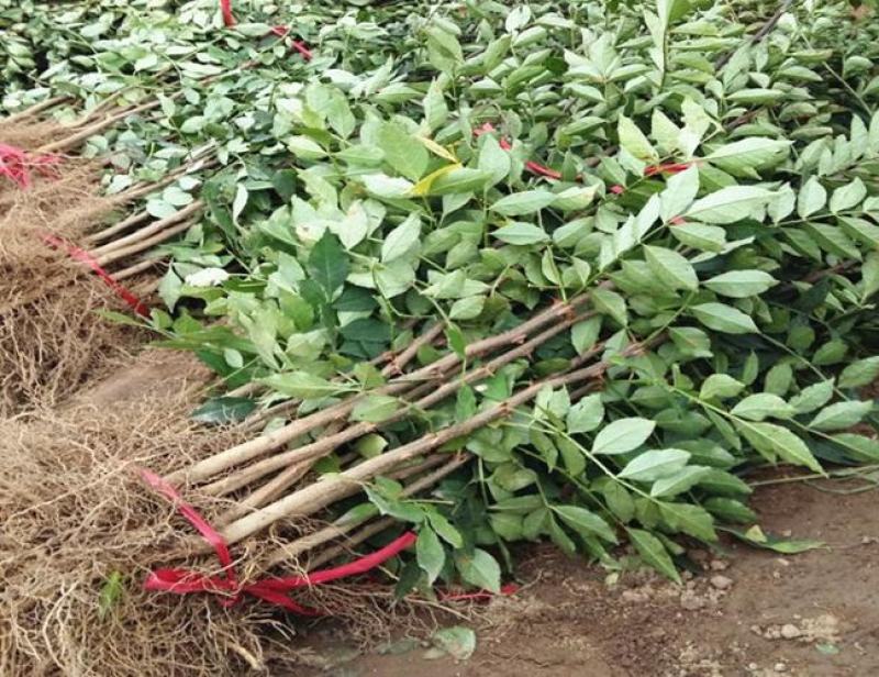 花椒苗树盆栽营养杯带土带叶食用大红袍花椒树苗南北方种植