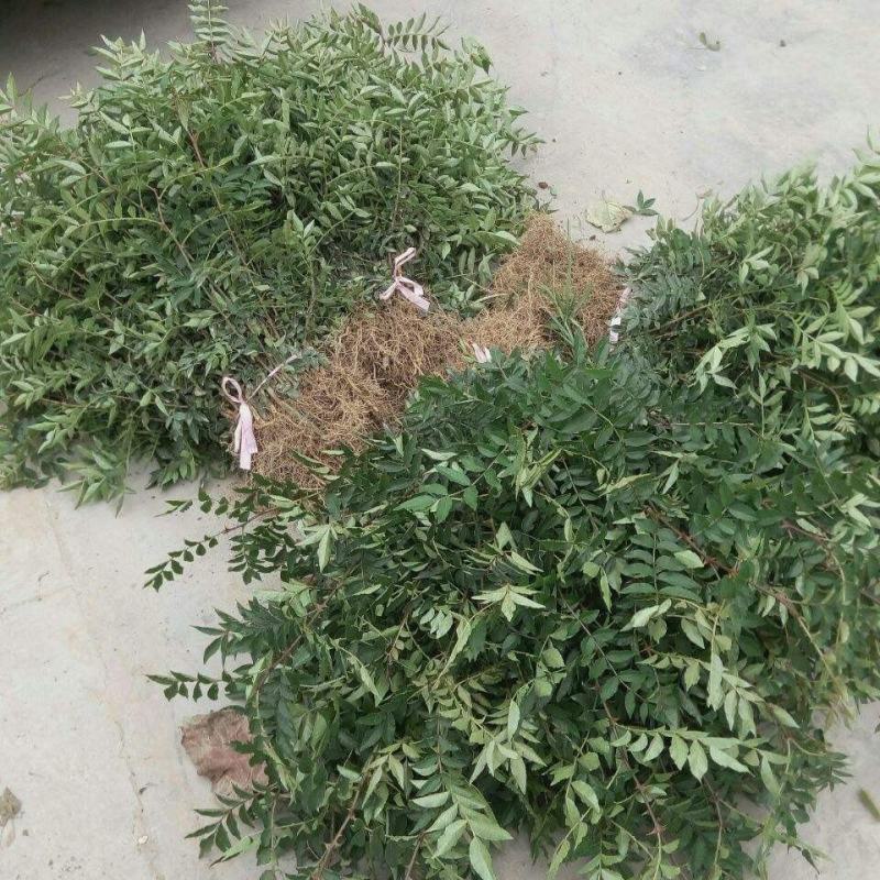 花椒苗树盆栽营养杯带土带叶食用大红袍花椒树苗南北方种植