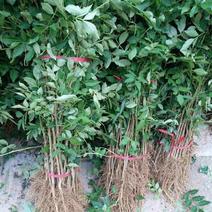 花椒苗树盆栽营养杯带土带叶食用大红袍花椒树苗南北方种植