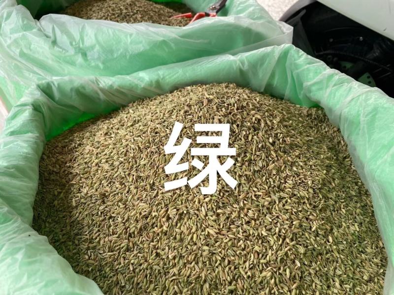 印度小茴香甘肃国产绿货小茴香供应各大批发市场超市餐饮厂家