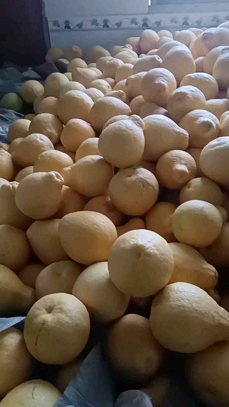 江永粗石江老树沙田柚大量上市，做生意的老板可来产区批发