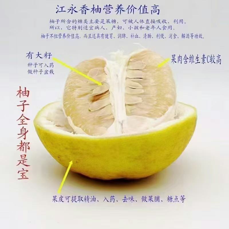 江永粗石江老树沙田柚大量上市，做生意的老板可来产区批发