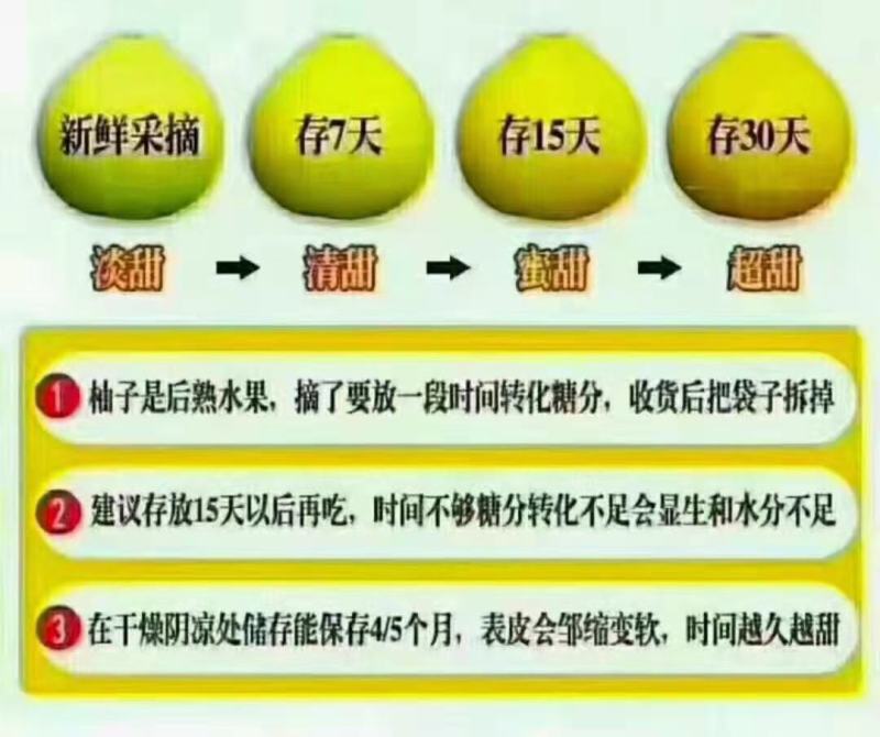 江永粗石江老树沙田柚大量上市，做生意的老板可来产区批发