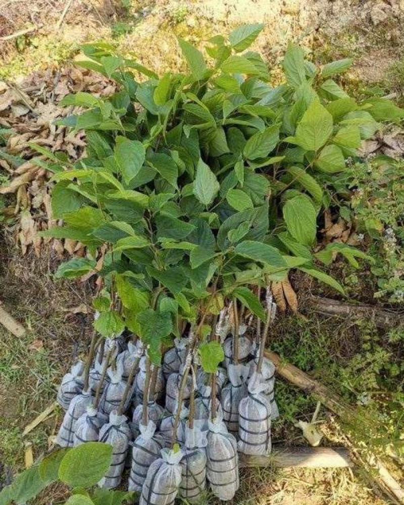 拐枣树苗万寿果鸡爪连金钩梨果树苗南方北方盆栽地栽种植