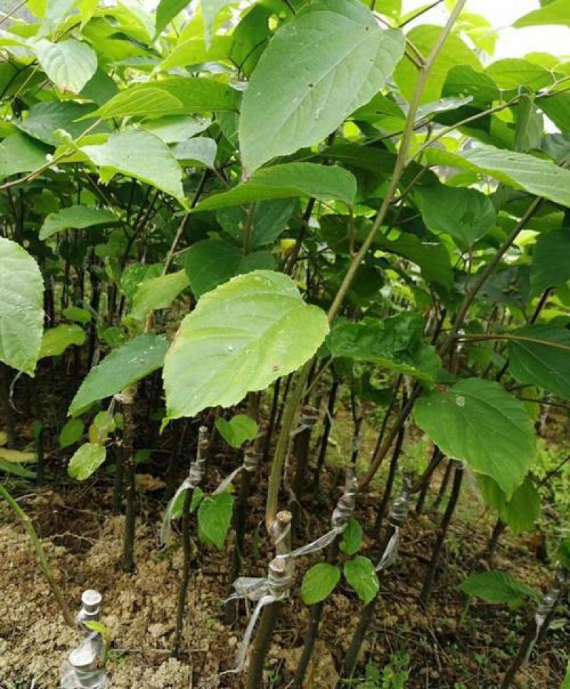 拐枣树苗万寿果鸡爪连金钩梨果树苗南方北方盆栽地栽种植
