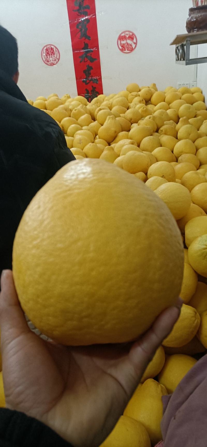 江永高山老树沙田柚大量上市，货源充足！价格美丽，口感特好