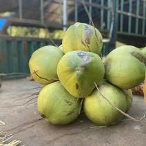 椰子海南三亚椰子大量上市，个头大汁水多产地直销全国发货