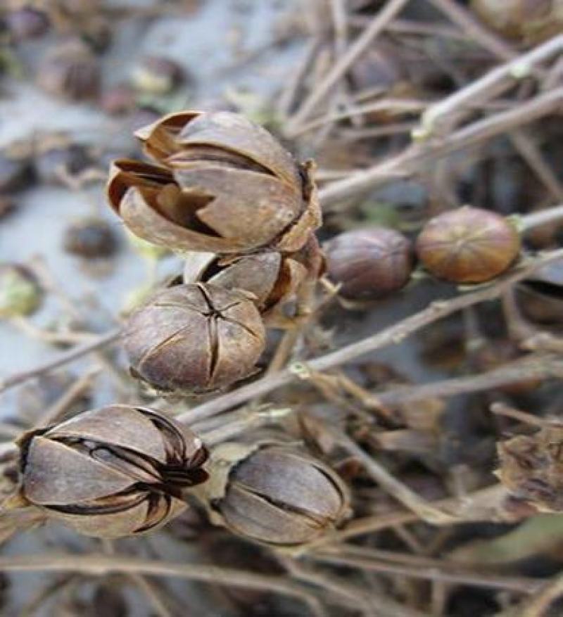 新采收紫薇种子紫薇花紫薇树种子火球红红火箭紫薇种子