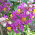 新采收紫薇种子紫薇花紫薇树种子火球红红火箭紫薇种子
