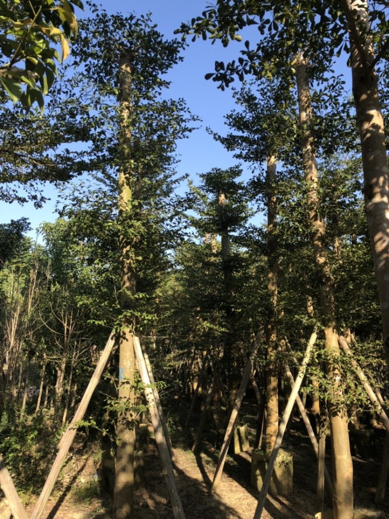 小叶榄仁5-30公分