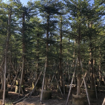 小叶榄仁5-30公分