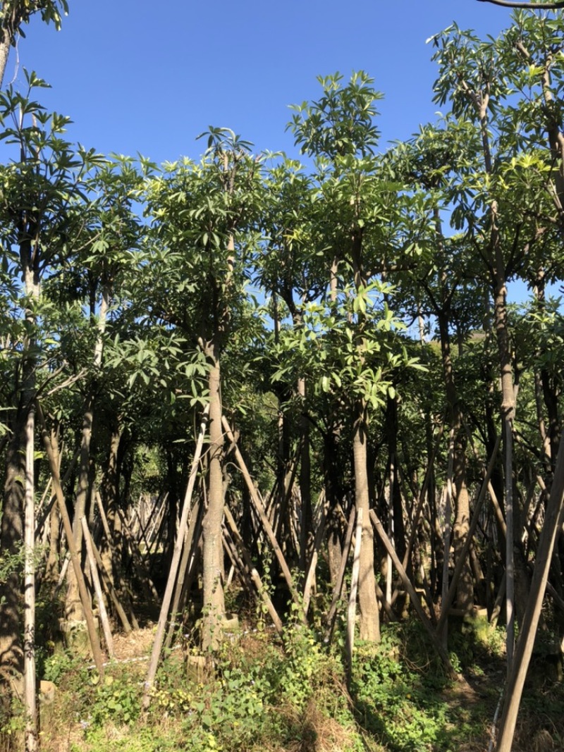 盆架子灯台树5-30公分