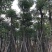 盆架子灯台树5-30公分