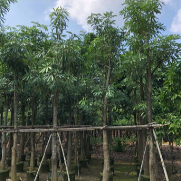 盆架子灯台树5-30公分