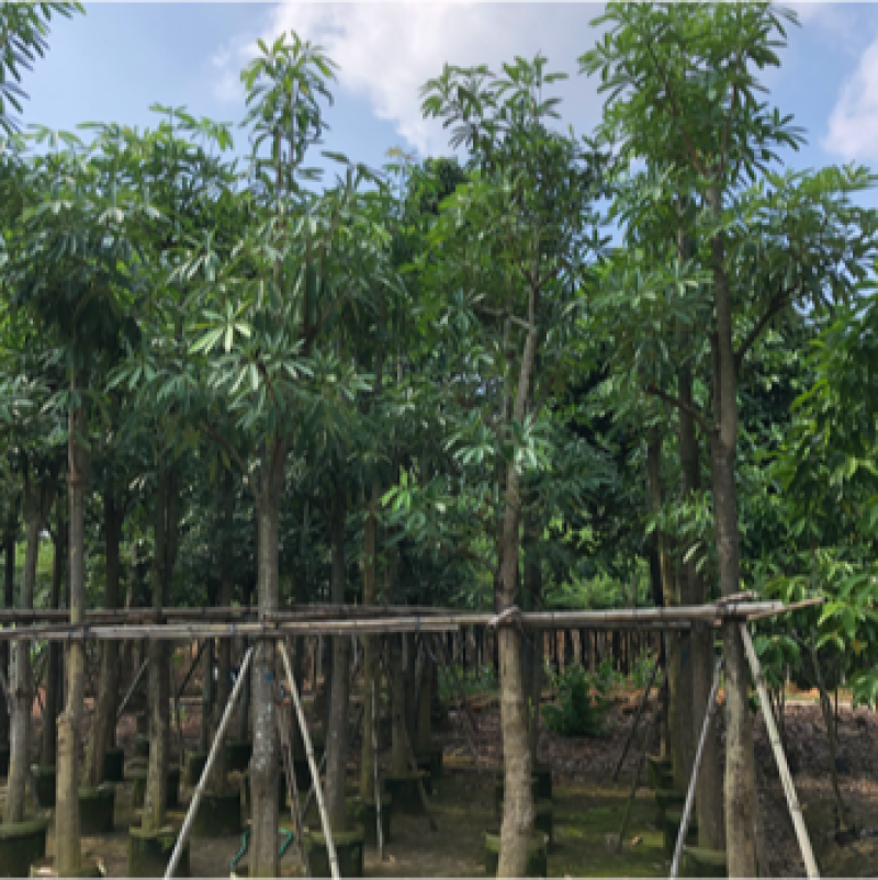 盆架子灯台树5-30公分