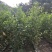 马占相思布袋苗矿山复绿造林山上复绿高80-5米