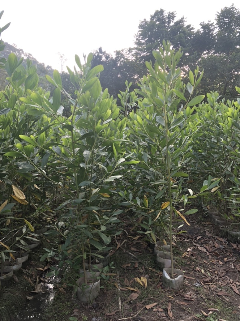 马占相思布袋苗矿山复绿造林山上复绿高80-5米