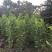 马占相思布袋苗矿山复绿造林山上复绿高80-5米