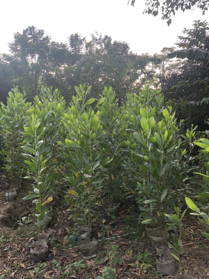 马占相思布袋苗矿山复绿造林山上复绿高80-5米