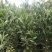 马占相思布袋苗矿山复绿造林山上复绿高80-5米