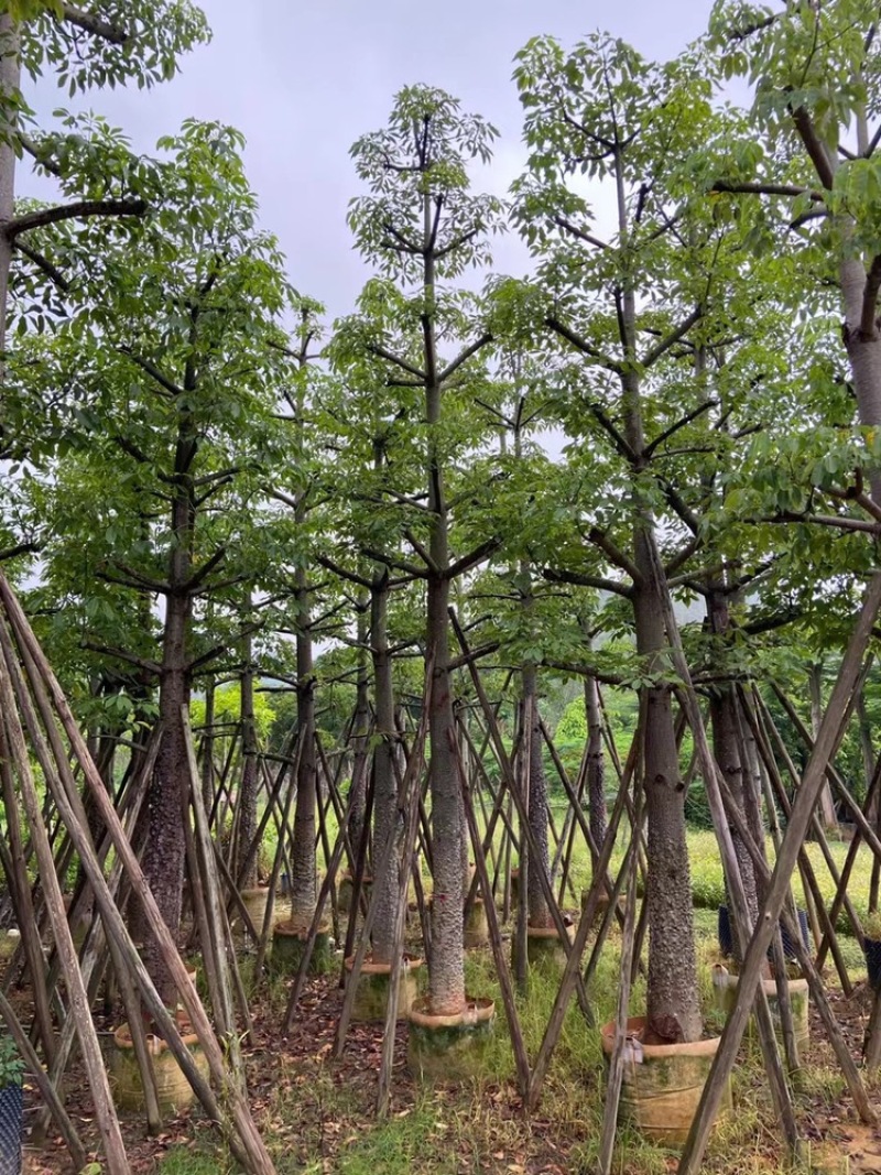 本地木棉10-50公分