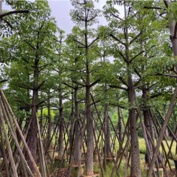 本地木棉10-50公分