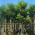 秋枫1-30分
