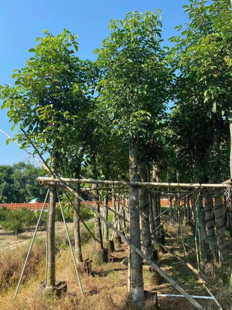 秋枫1-30分