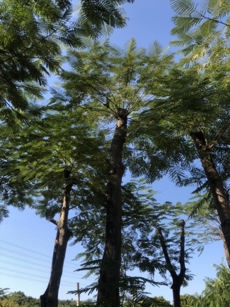 秋枫1-30分