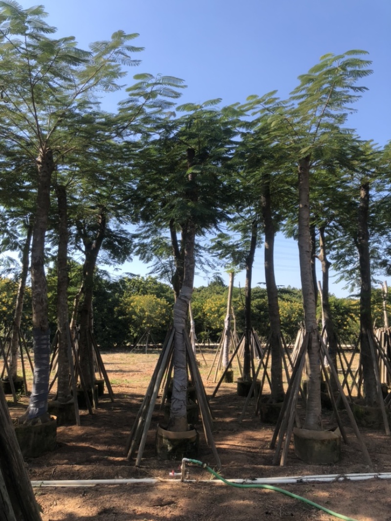 秋枫1-30分