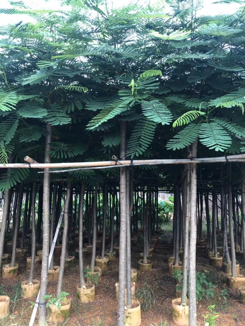 凤凰木1-50
