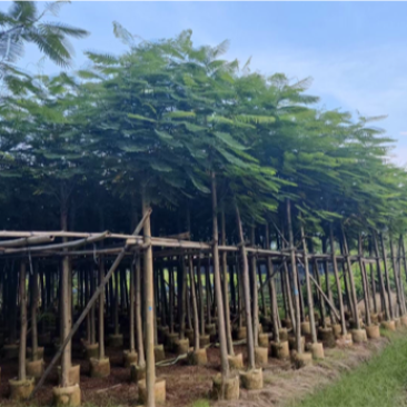 凤凰木1-50