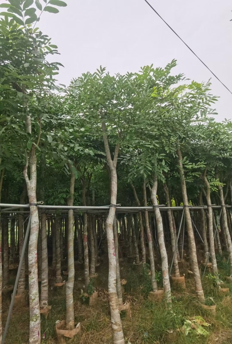 桃花心木