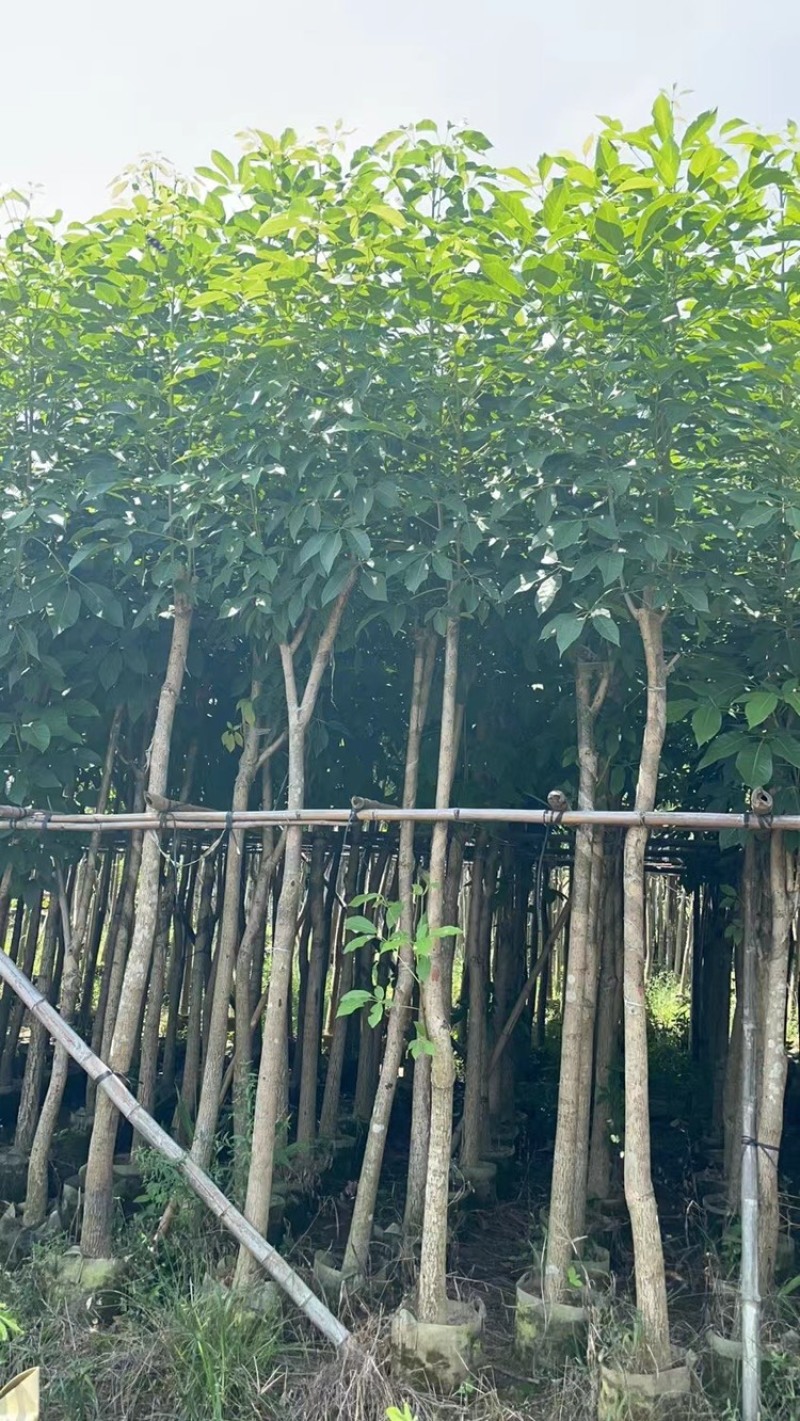红花风铃木