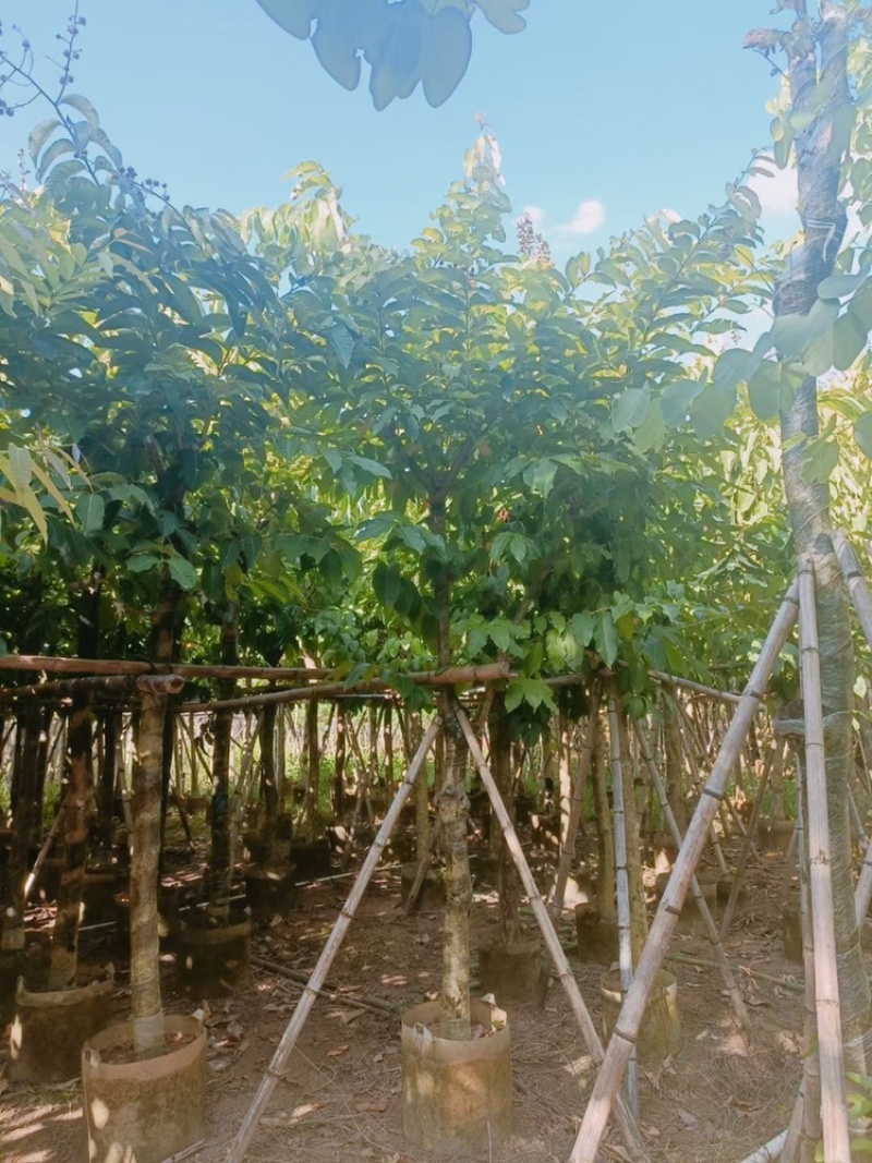 大叶紫薇大花紫薇