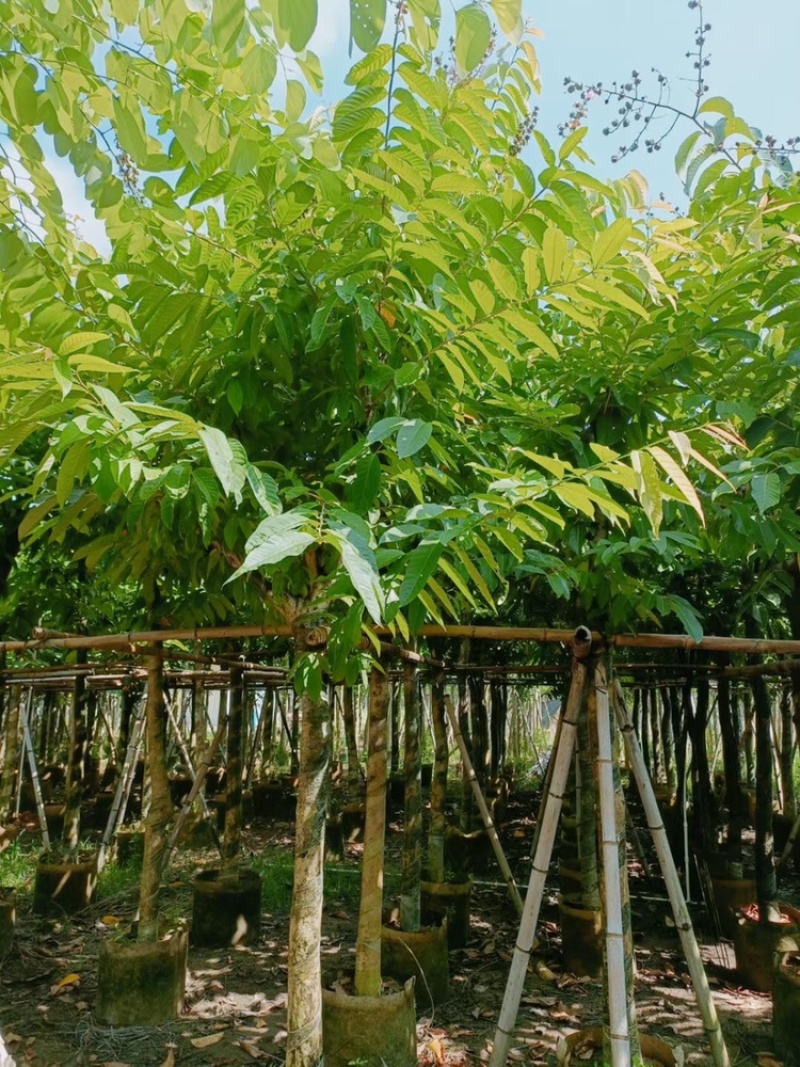 大叶紫薇大花紫薇