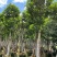 白玉兰5-20分