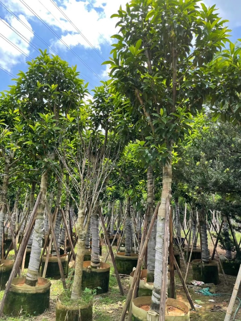 白玉兰5-20分
