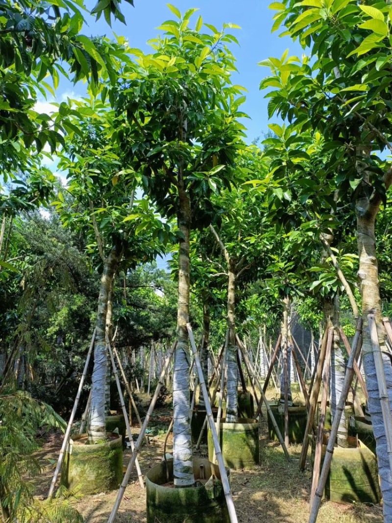 白玉兰5-20分
