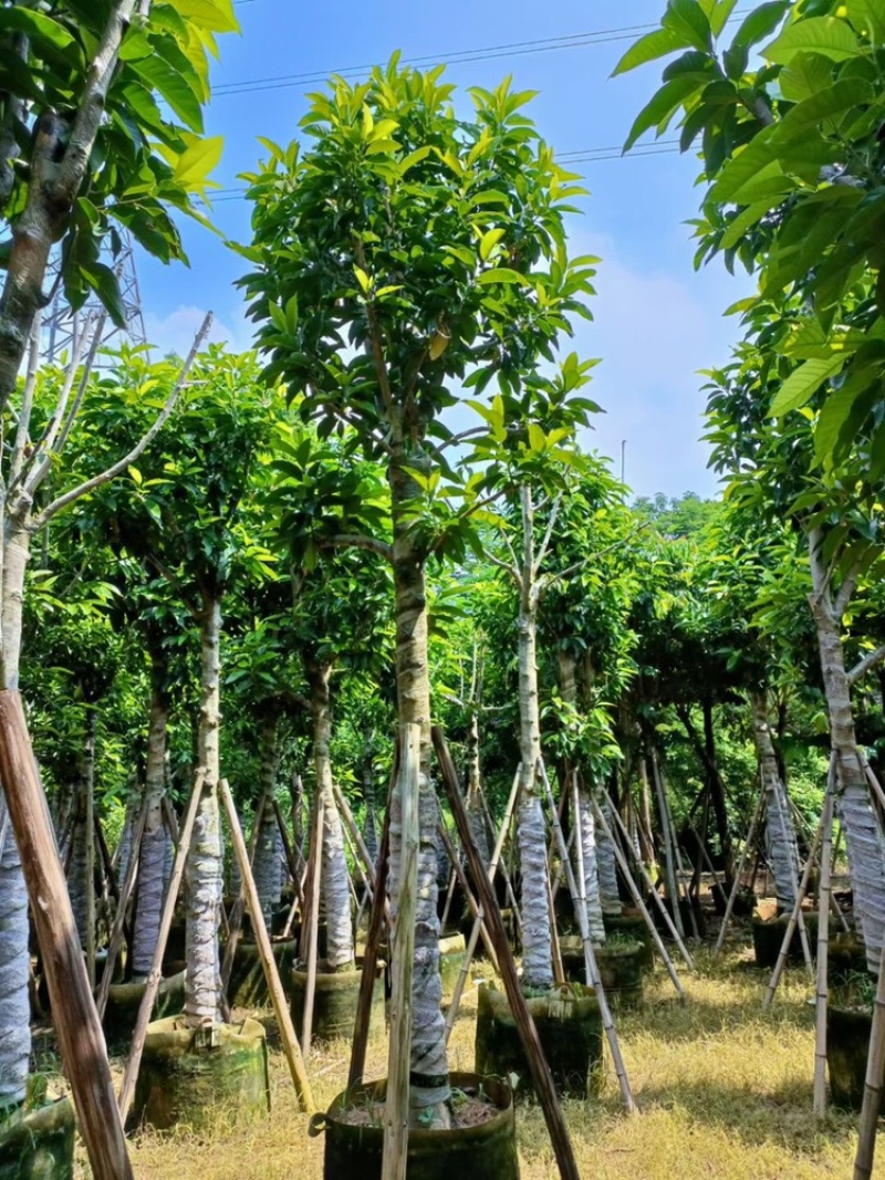 白玉兰5-20分
