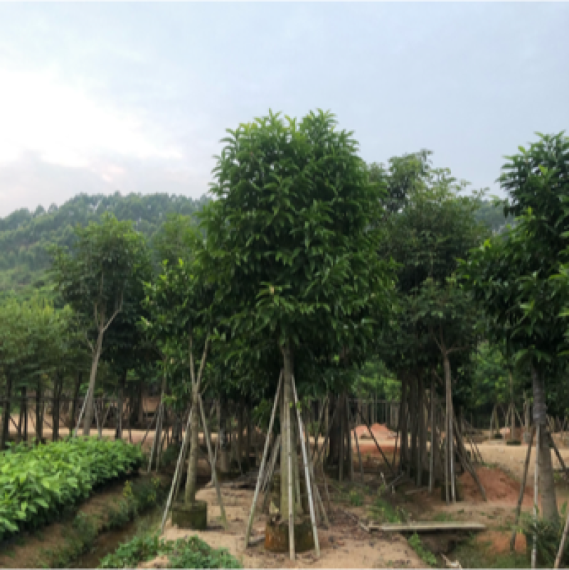 白玉兰5-20分