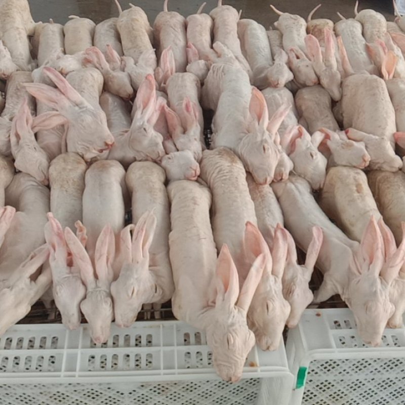 新鲜活杀，质量保证，量大从优