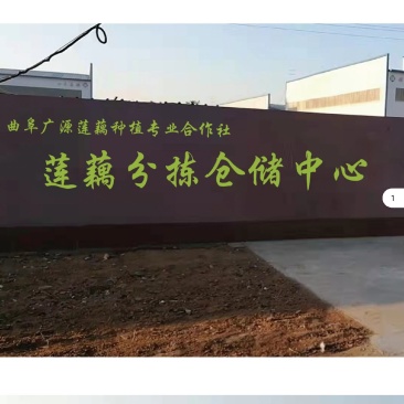 莲藕，精品莲藕，超市直达，装箱发货，货源稳定，量大优惠