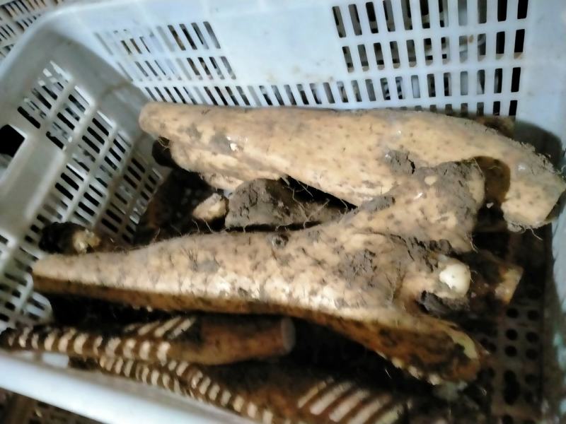 山药大落价牛腿山药扁产！